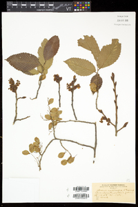 Ulmus thomasii image