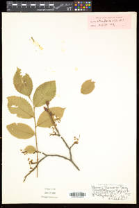 Ulmus thomasii image