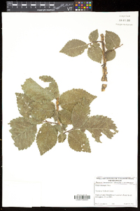 Ulmus thomasii image