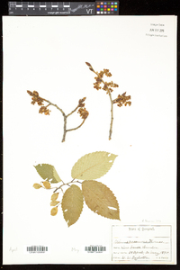 Ulmus thomasii image