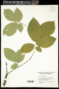 Ulmus thomasii image