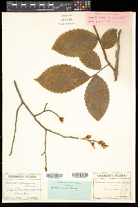 Ulmus thomasii image