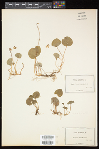 Viola palustris var. palustris image