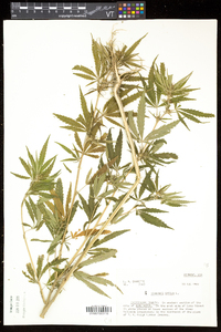 Cannabis sativa image