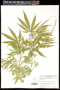 Cannabis sativa image