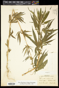 Cannabis sativa image