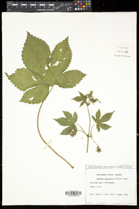 Humulus japonicus image