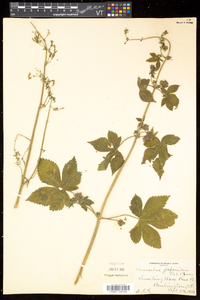 Humulus japonicus image