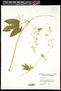 Humulus lupulus image