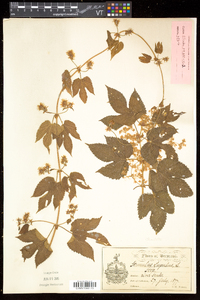 Humulus lupulus image