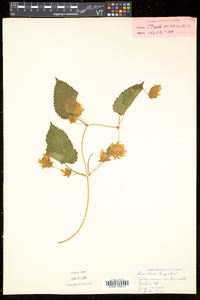 Humulus lupulus image