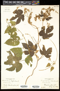 Humulus lupulus image