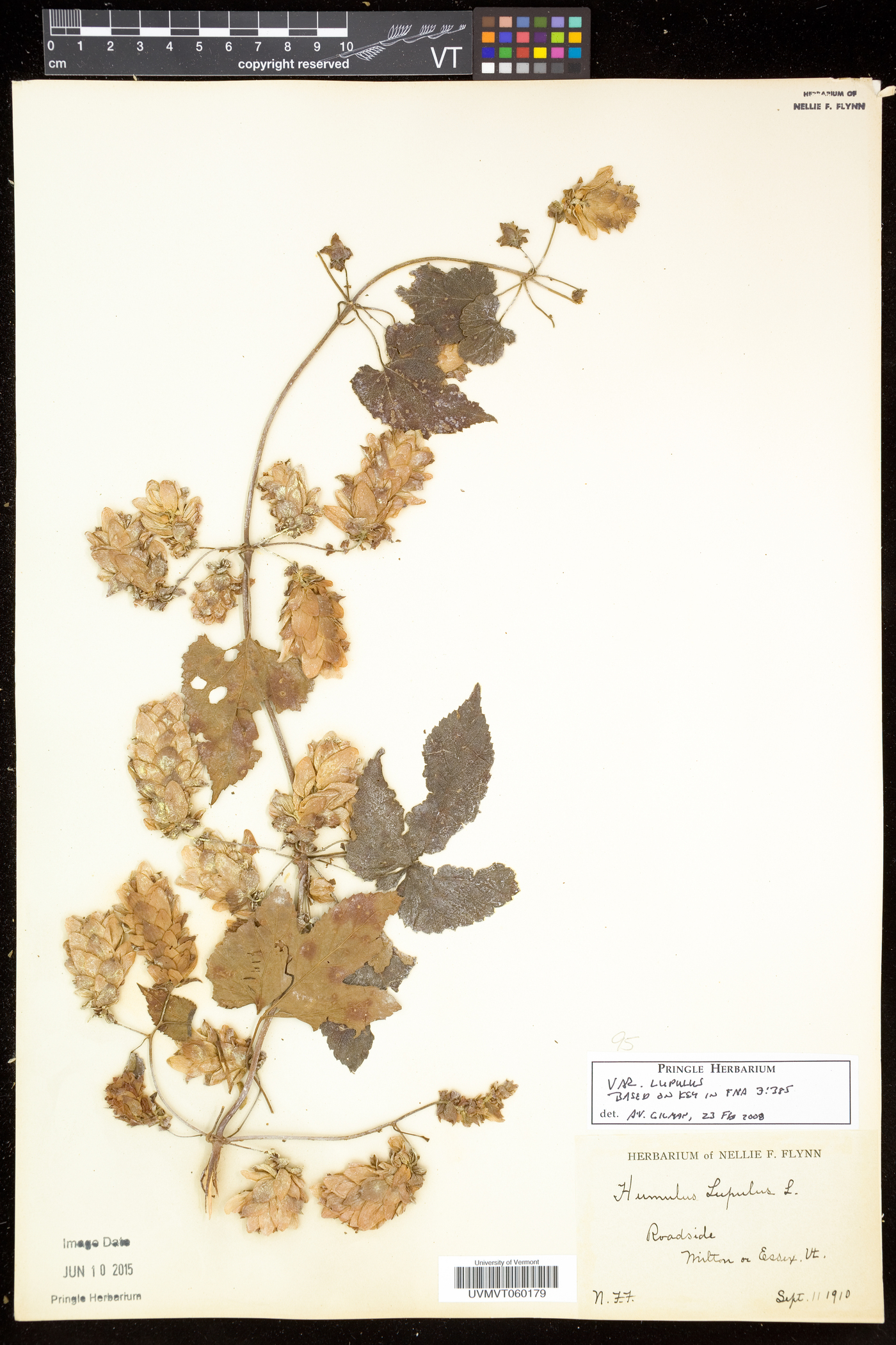 Humulus lupulus subsp. lupulus image