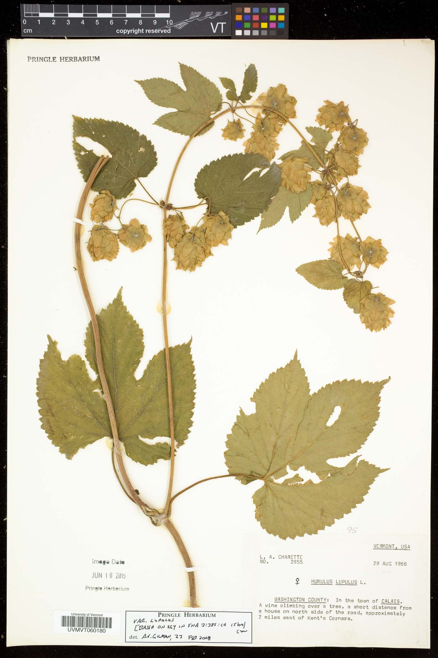 Humulus lupulus subsp. lupulus image