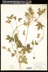 Humulus japonicus image