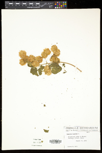 Humulus lupulus image