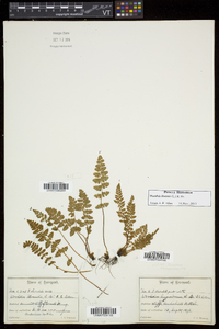 Woodsia ilvensis image