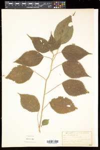 Laportea canadensis image