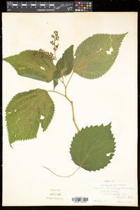 Laportea canadensis image