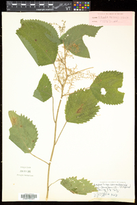 Laportea canadensis image