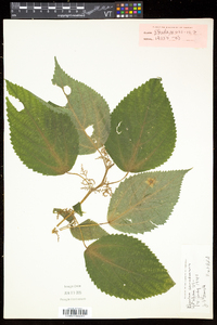 Laportea canadensis image