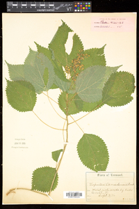 Laportea canadensis image