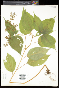 Laportea canadensis image