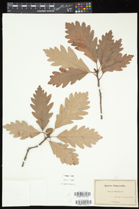 Quercus × saulii image