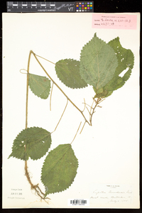 Laportea canadensis image