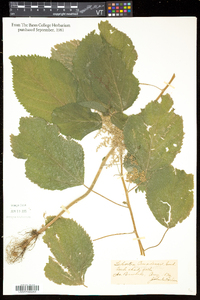 Laportea canadensis image