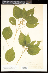 Laportea canadensis image