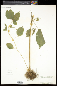 Laportea canadensis image