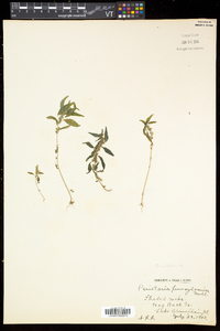 Parietaria pensylvanica image