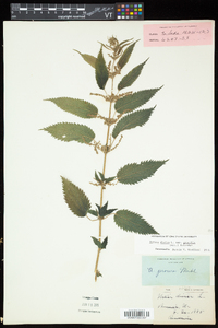 Urtica gracilis image