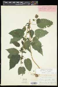 Urtica gracilis image