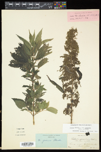 Urtica gracilis image