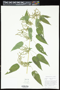 Urtica gracilis image