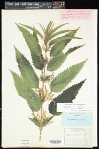 Urtica gracilis image