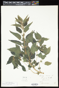 Urtica dioica image