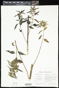 Urtica gracilis image