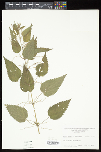 Urtica dioica image