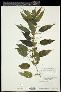 Urtica gracilis image