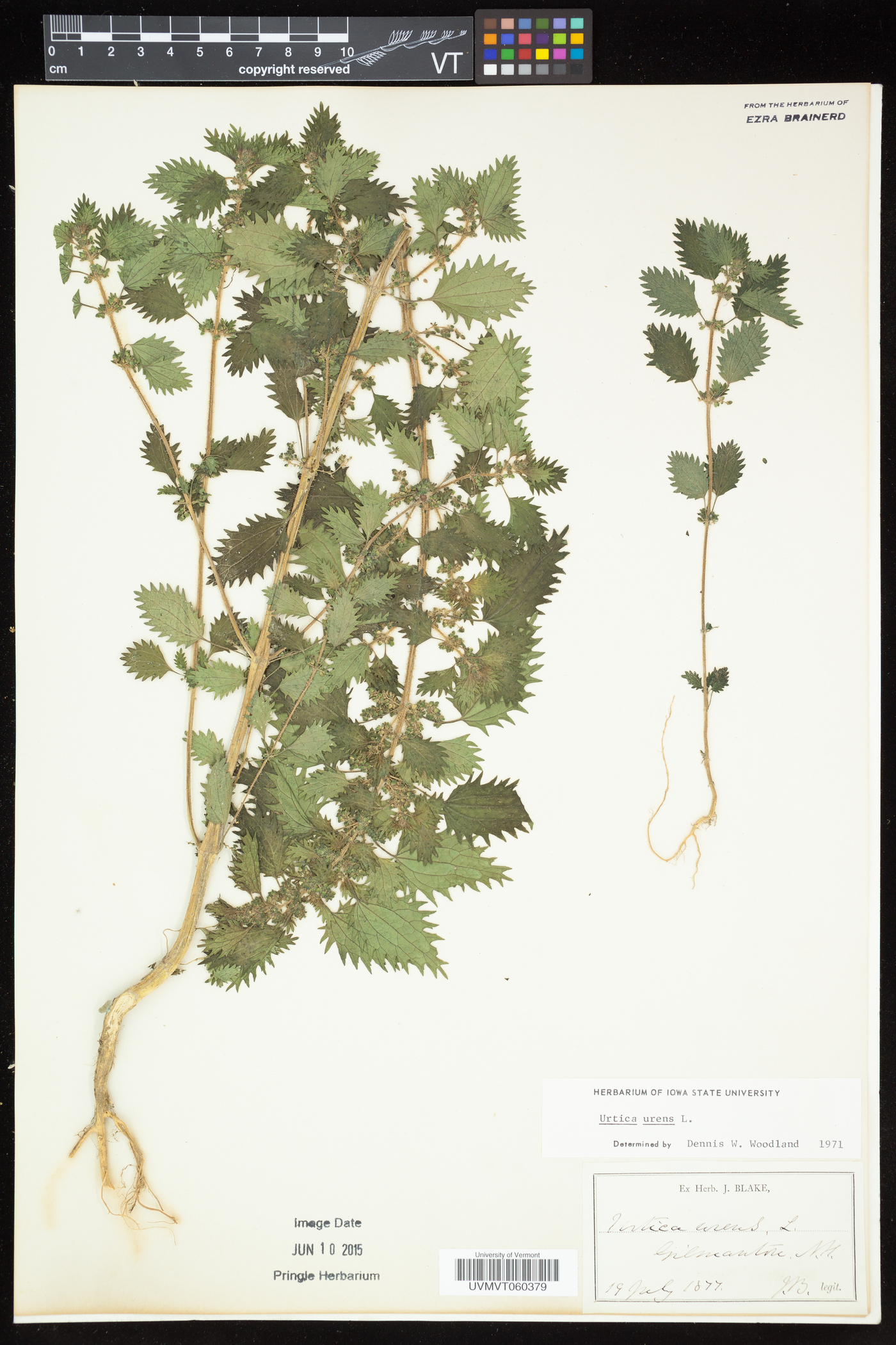 Urtica urens image