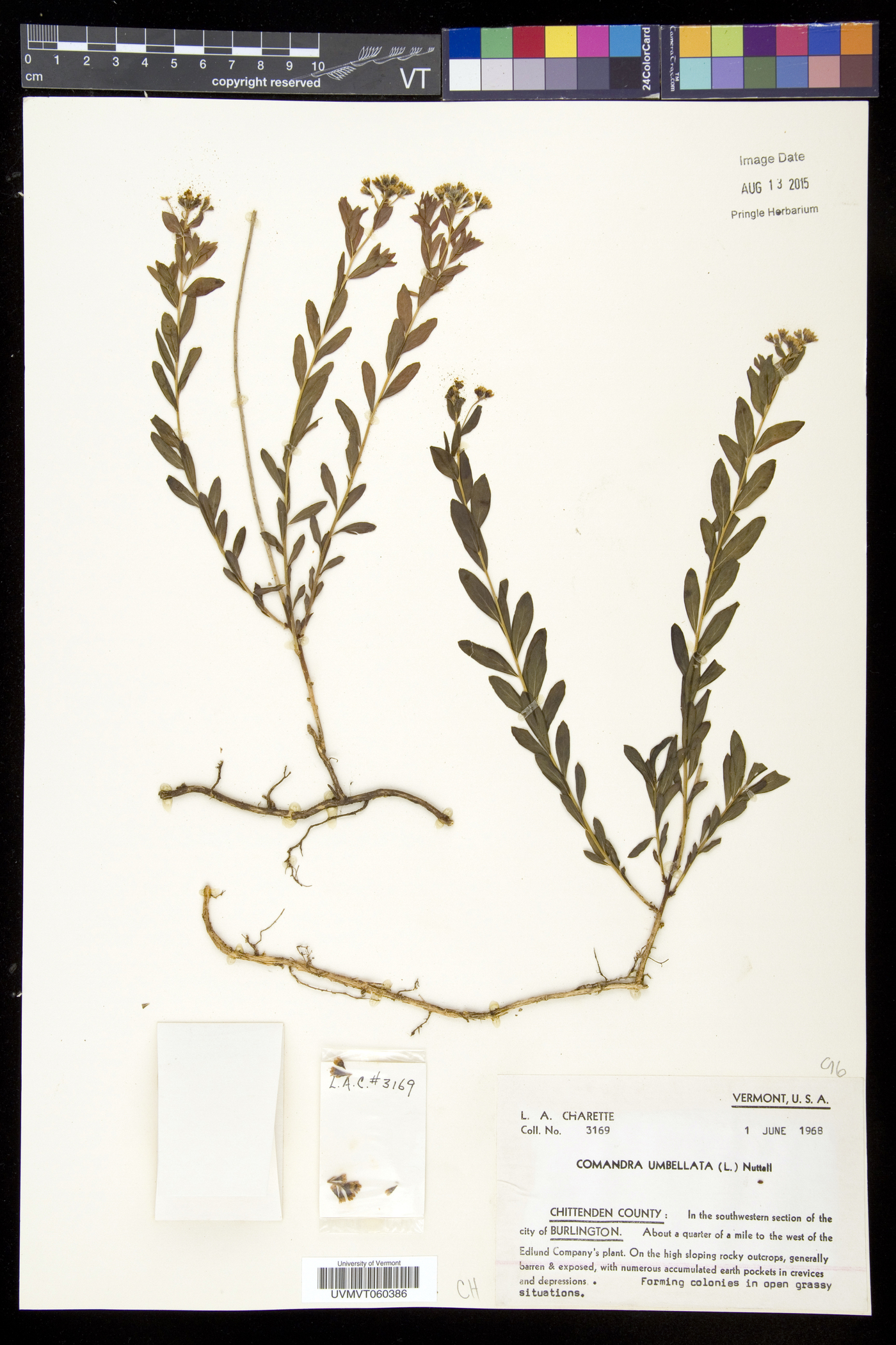 Comandra umbellata subsp. umbellata image