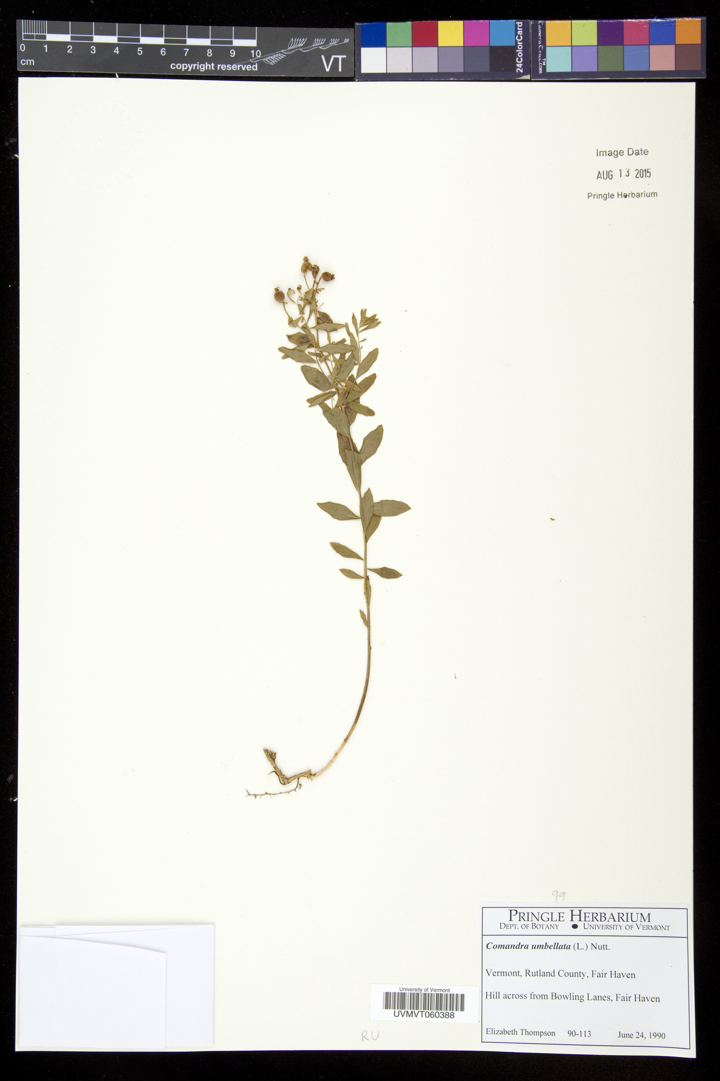 Comandra umbellata subsp. umbellata image