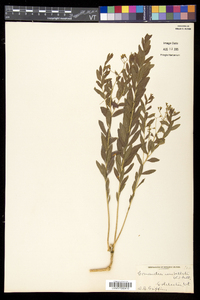 Comandra umbellata subsp. umbellata image