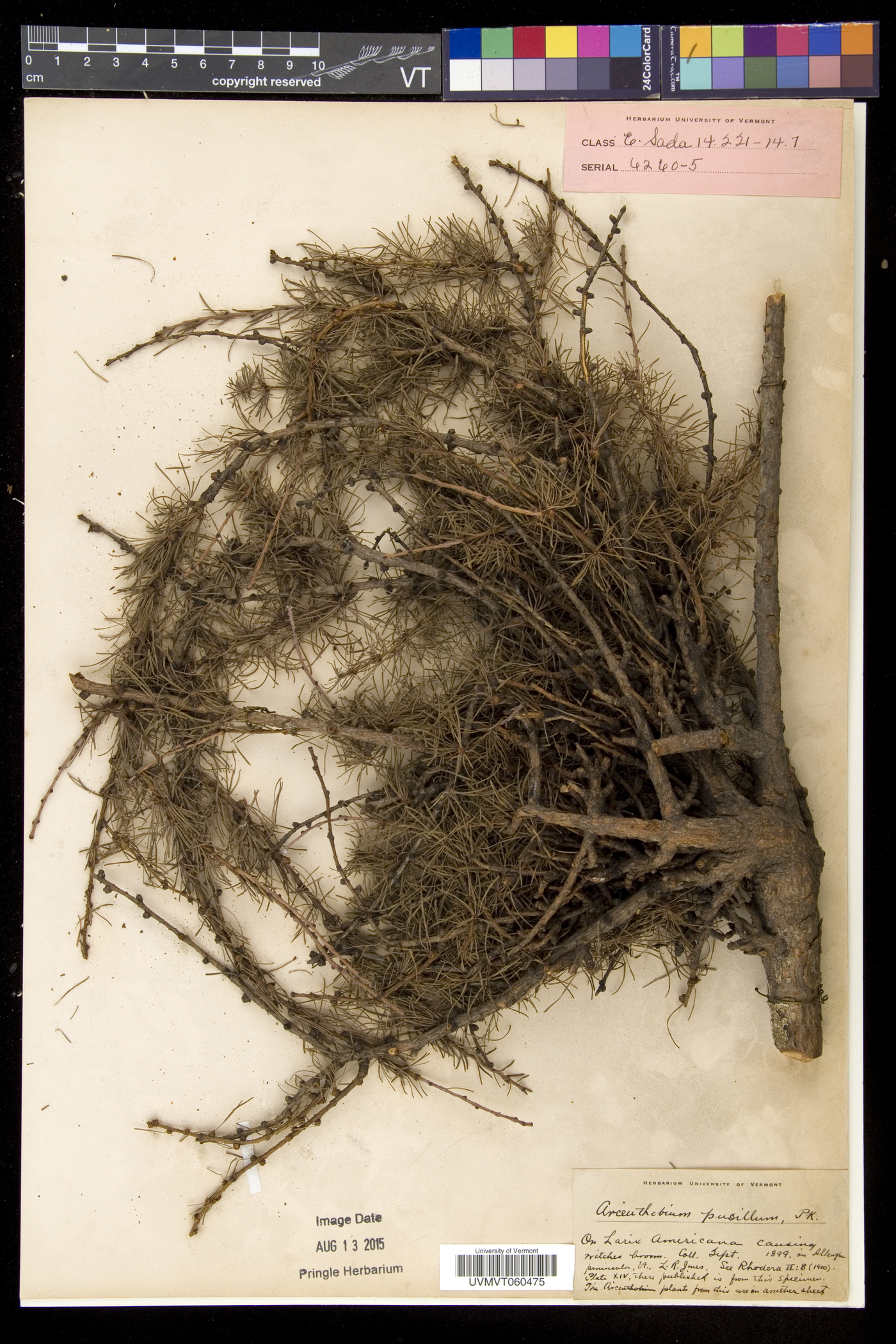 Arceuthobium pusillum image