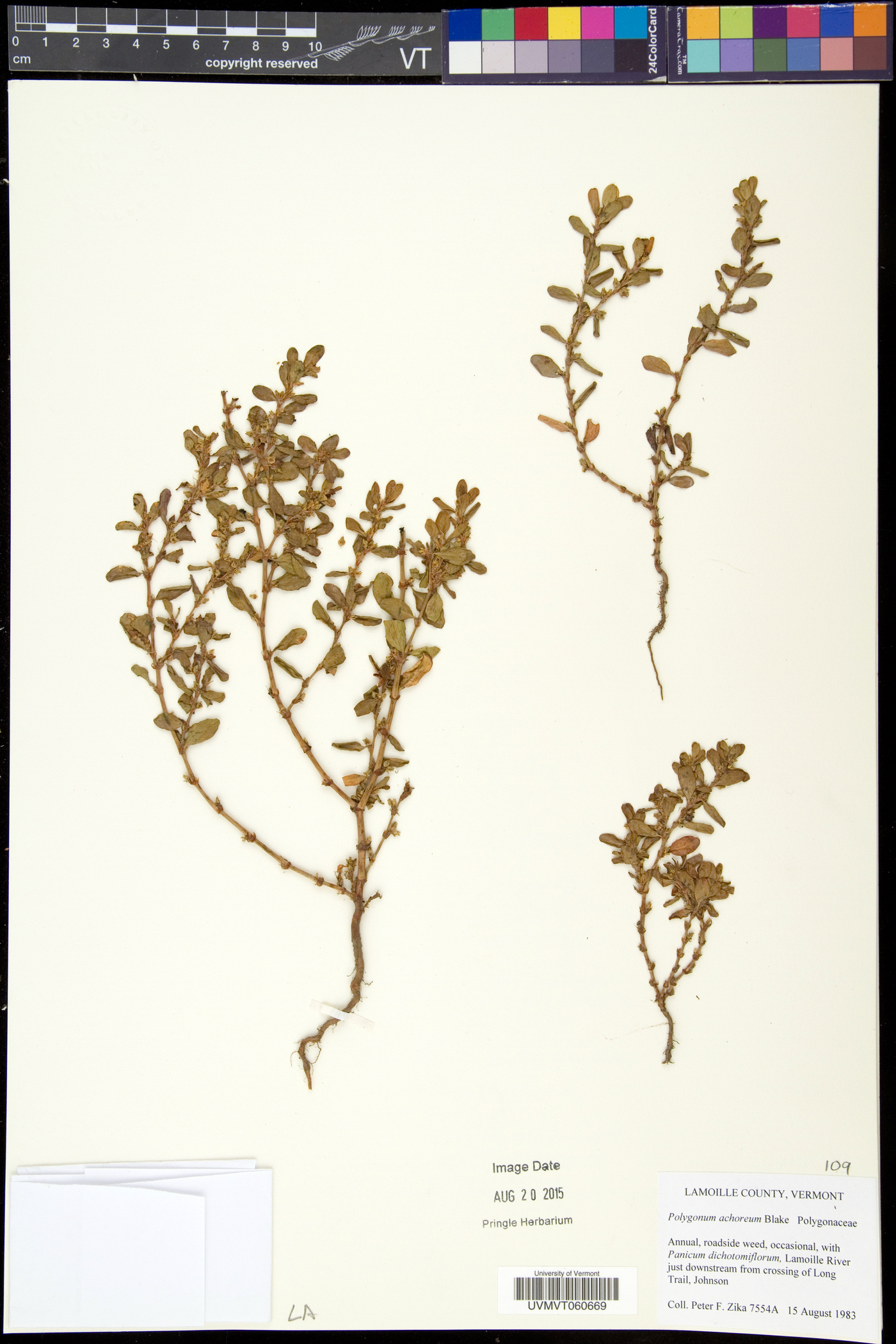 Polygonum achoreum image