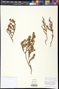 Polygonum achoreum image