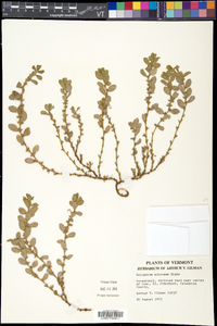 Polygonum achoreum image